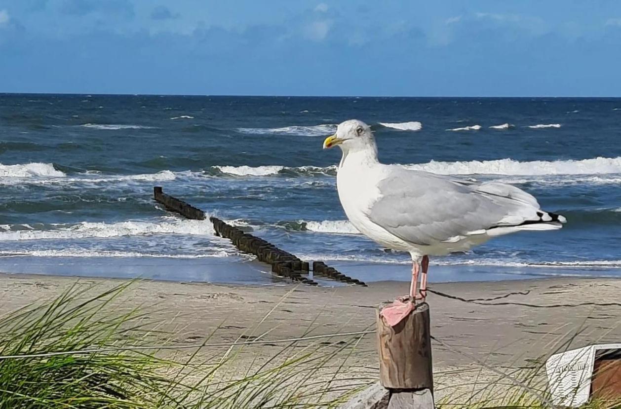 Haus Nadine Lägenhet Zingst Exteriör bild
